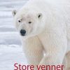 Krimi Og Spaending Books on demand Store Venner: En Slags Eventyr (Bog, Paperback, Dansk)